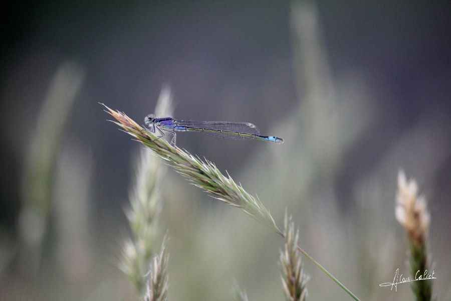 Agrion élégant