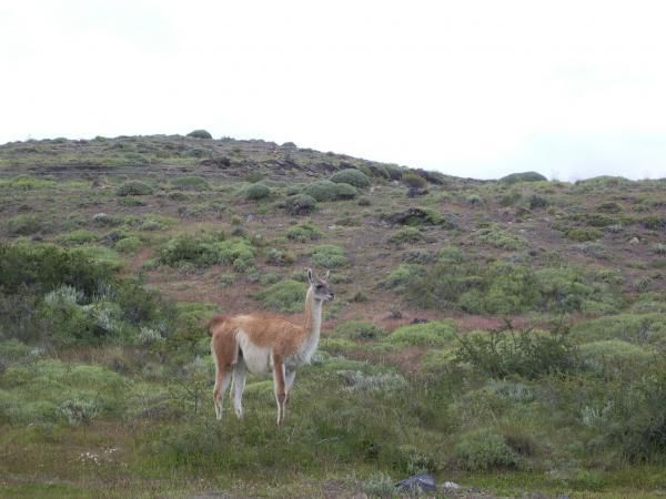 Patagonie chilienne :&nbsp;Carretera Austral (Chait&eacute;n - Coyhaique),&nbsp;Magallanes (Punta Arenas, Puerto Natales, Parc Torres del Paine), Terre de Feu.