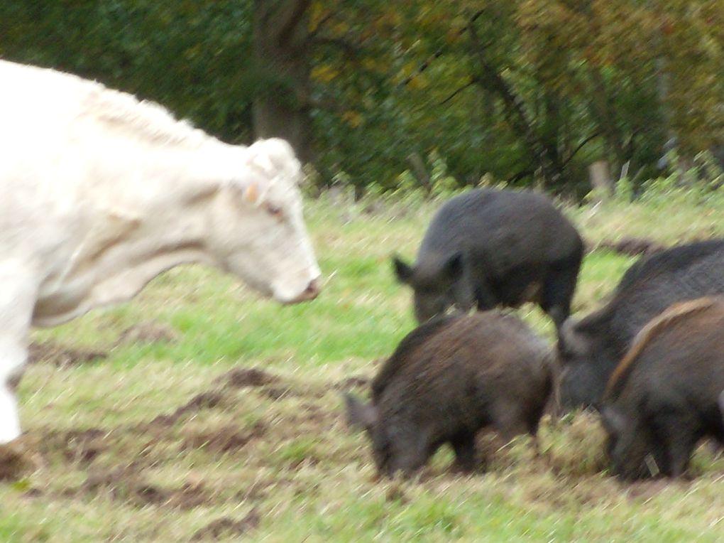 Rencontre avec des animaux de compagnies, de la ferme où des bêtes sauvages !!!