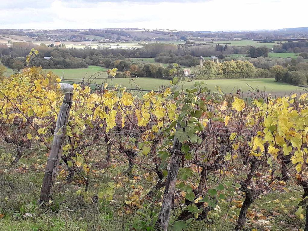 Le vignoble en automne (Chahaignes)