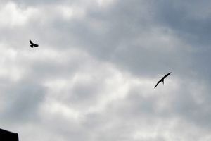 Ein Storch im Dorf