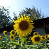 Fleurs du jour (20-02) - Les tournesols à Tien Talay - Noy et Gilbert en Thaïlande