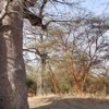 Coucou ! Baobabs et acacias rouges