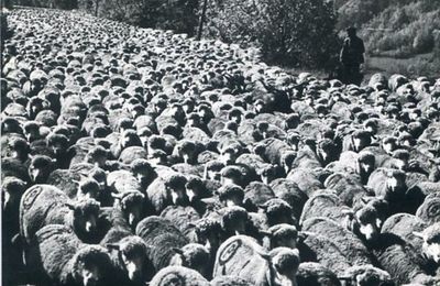 Tinée et Vésubie au fil du temps : Auron , Transhumance 