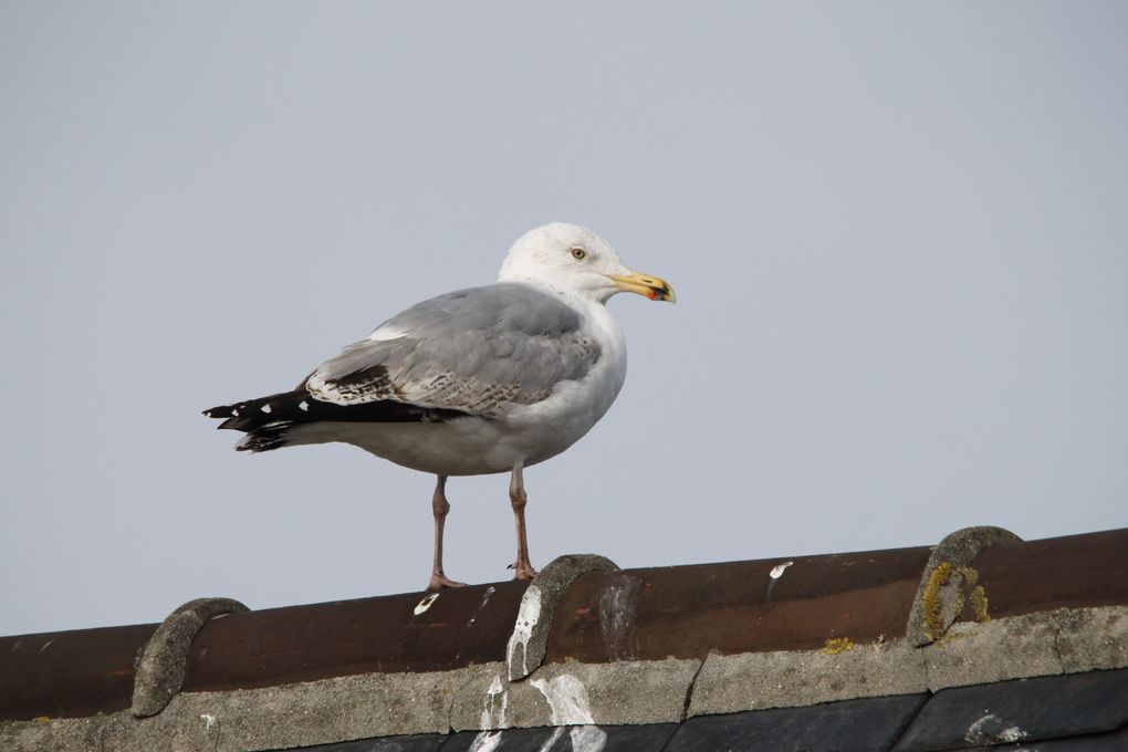 Album - 8. Bretagne