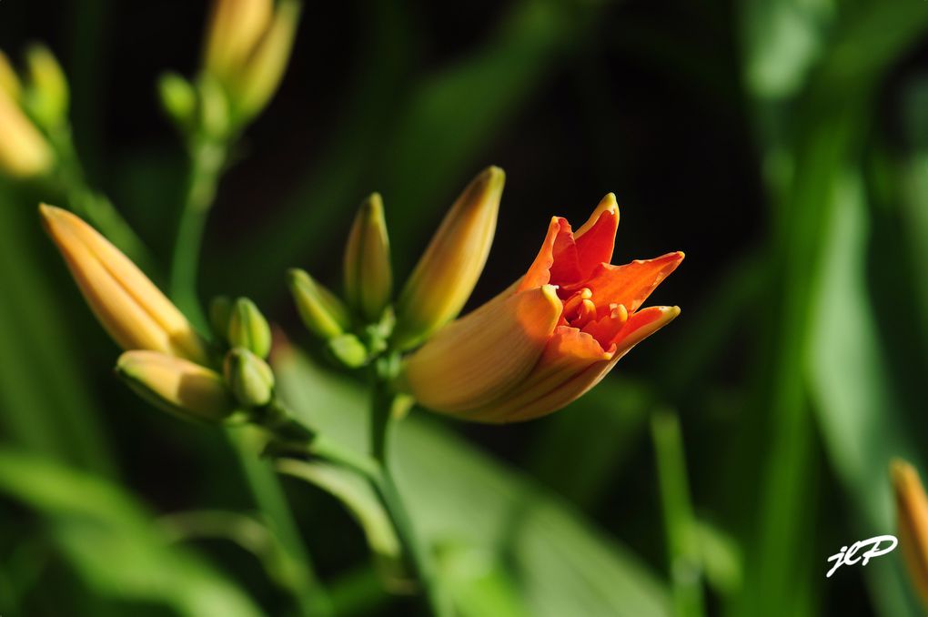 mes photos de fleurs