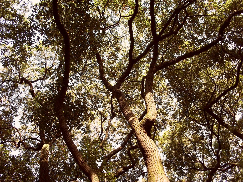 Maison de Song Qingling et ses grands arbres : de vieux camphriers