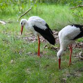 Ciconia ciconia - Wildpark Gangelt, Germany 8a.jpg