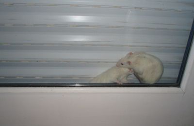 Rats coincés à la fenêtre