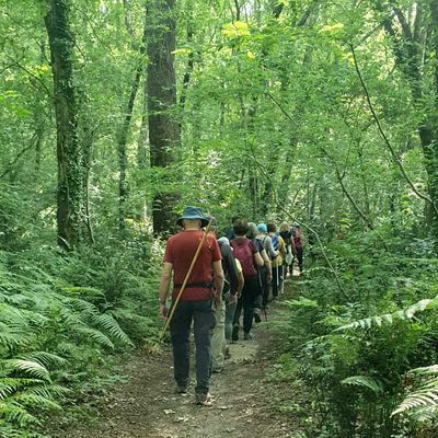 Rando santé 2025-21 : à l'ombre des arbres !