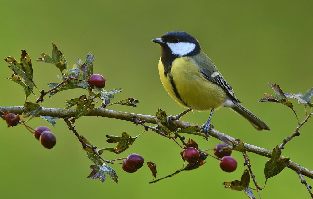 Mésange charbonnière.