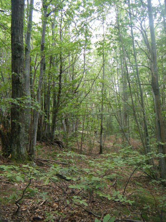 Un bon bol d'air en forêt ...