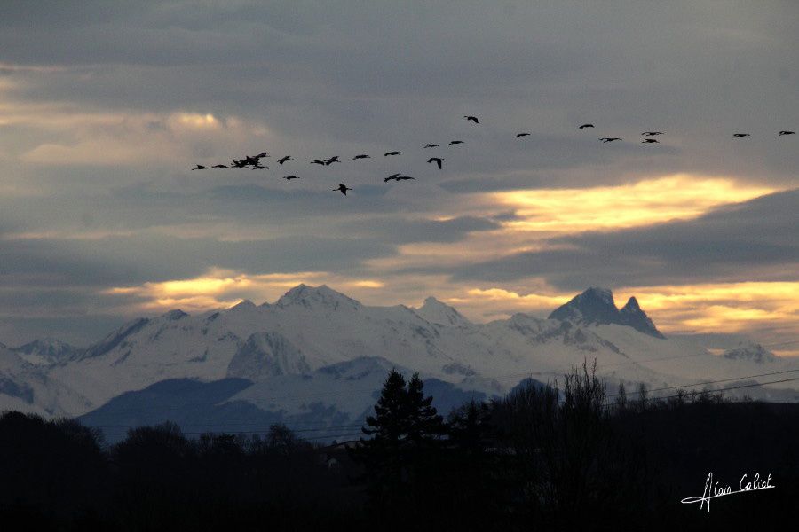 Grues cendrées