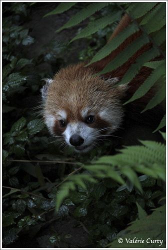 Photographies de Chengdu