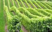 #Pinot Grigio Producers Brasil Vineyards 