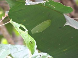  Grenouille verte sous une feuille ( regardez bien elle se confonds avec la feuille ! ) , la rouge mesure environ 3 cm