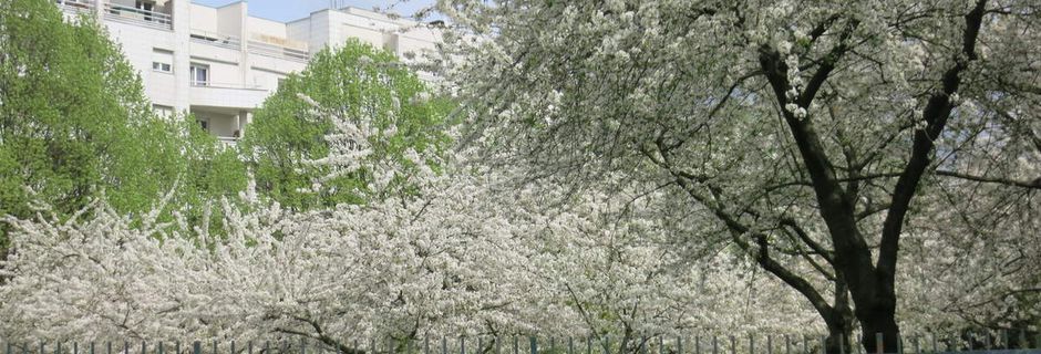 Ohanami au Parc Rachmaninov