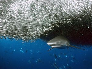 Les poissons