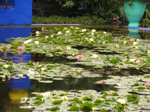 Le Jardin Majorelle et ses merveilleuses couleurs (même sous la pluie)