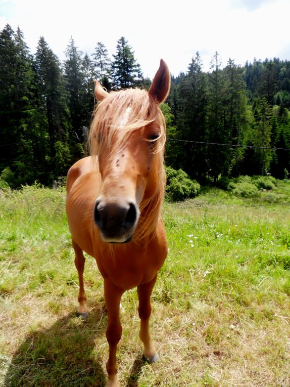 Animozzz stars !! Eh oui nos amis les animaux prennent la pose ! Voici mes photographies....juste pour vous!! Emilie alias Emy
Lancez le diaporama et bon visionnage