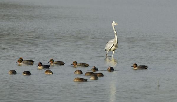 Photos d' animaux&nbsp; prises dans le Parc Naturel de la For&ecirc;t d'Orient