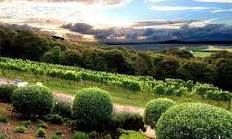 #Pinot Grigio Producers Auckland Region Vineyards New Zealand