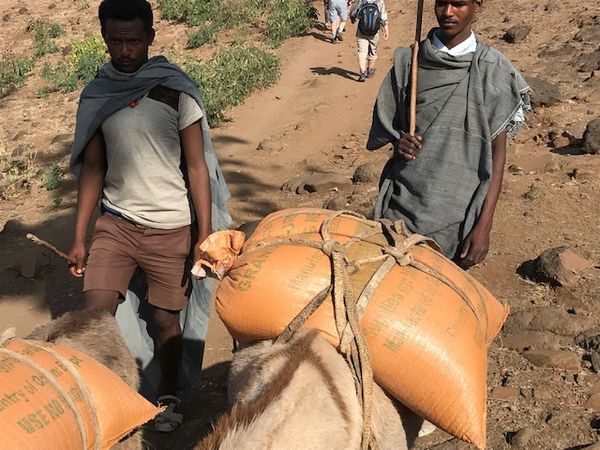 Des villageois et leurs ânes chargés de sacs de grains vont au marché . 