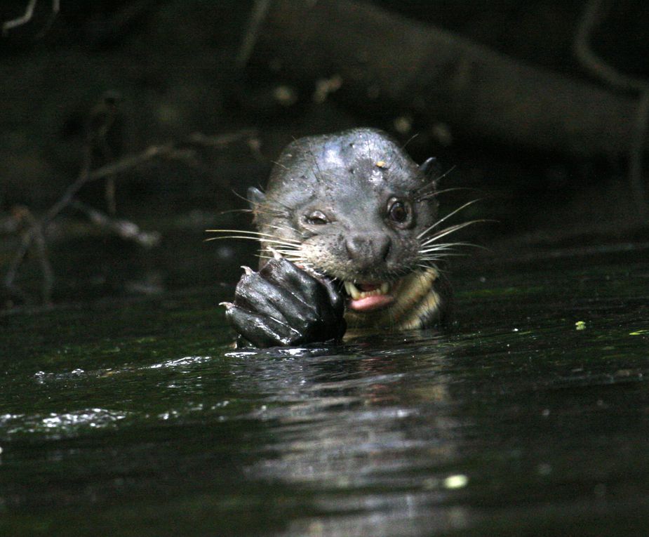 Album - Amazonie Napo Wildlife Center