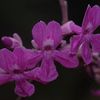 Fridericia fanshawei