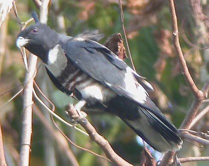 Album - oiseaux-de-proie