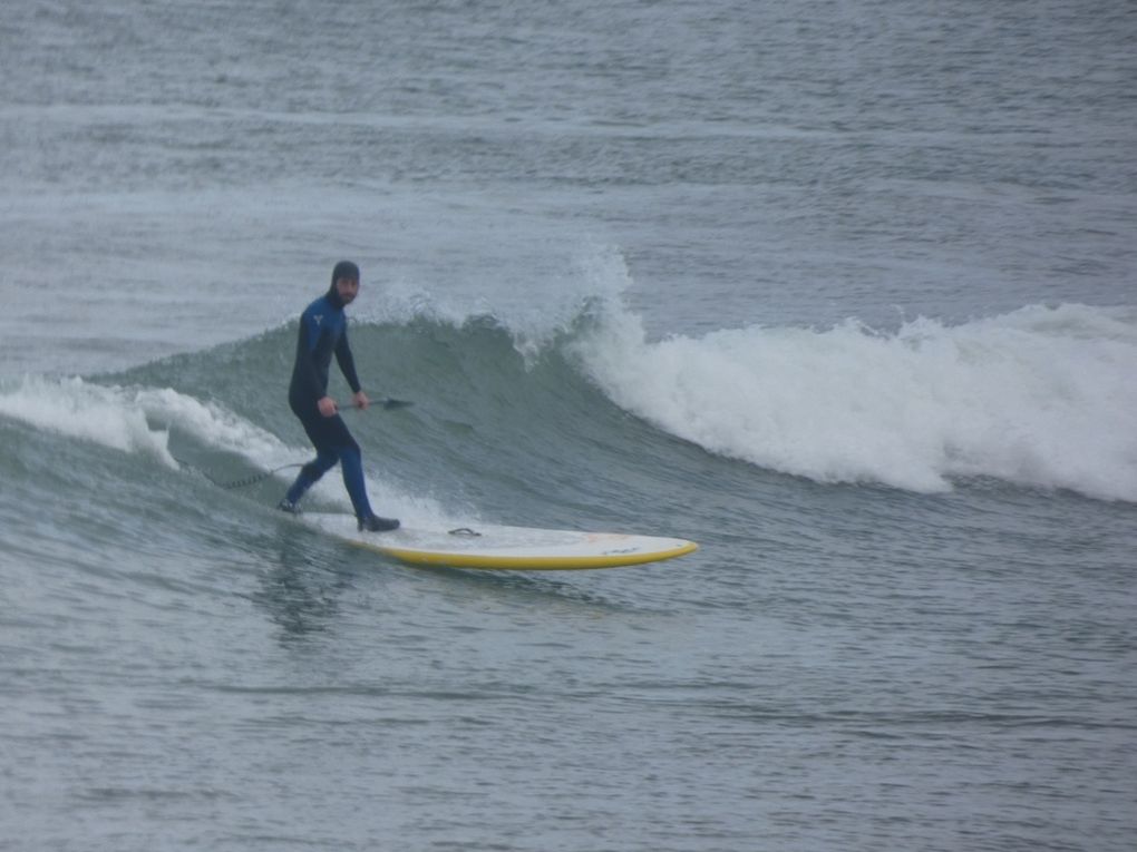 Bernaches et paddleurs
