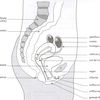 Anatomie de l'appareil génital féminin