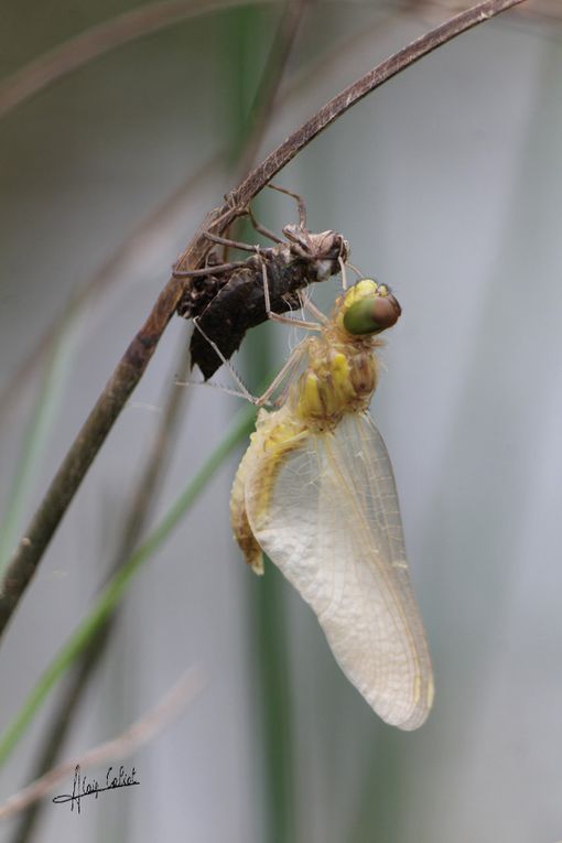 Emergence anisoptère