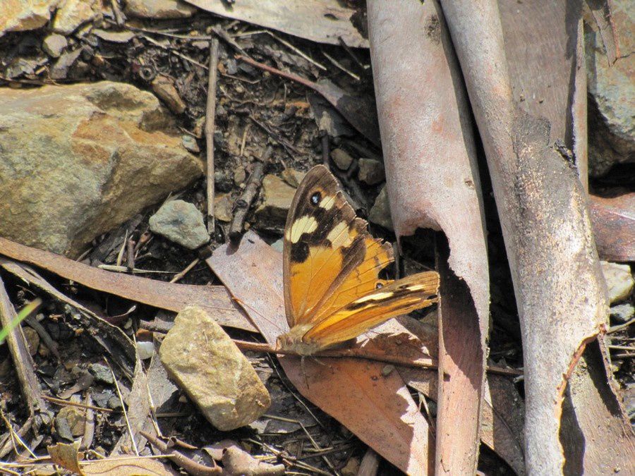 Album - 43 Canberra et ses environs