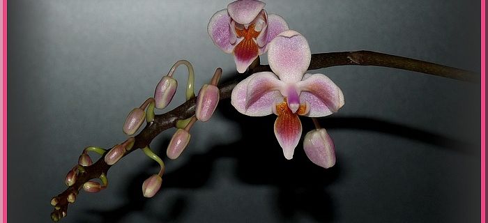 Phalaenopsis étiqueté "equestris x Valentine"