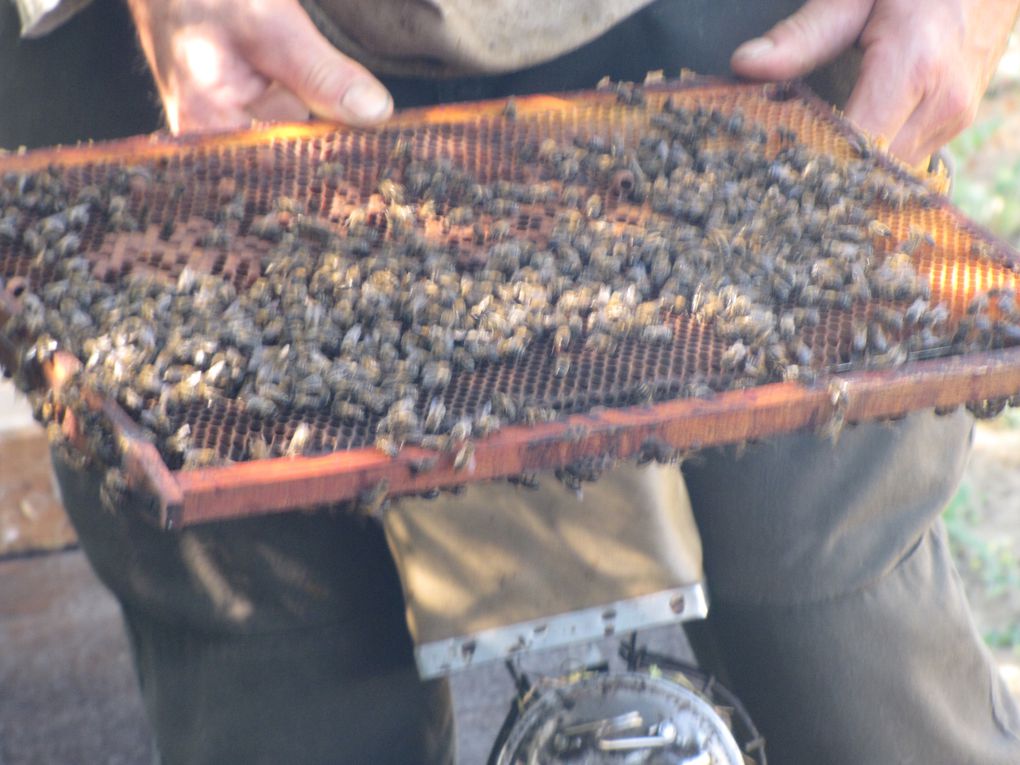 Chez un apiculteur professionnel