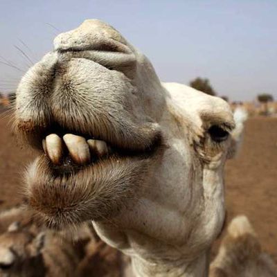Les (dé) blatèrements du chameau