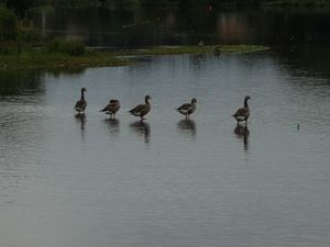 Lac de Christus, Saint-Paul-les-Dax ( Landes 40 ) AA