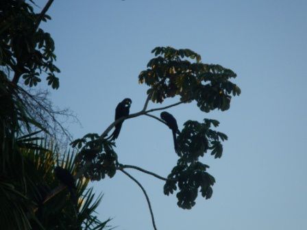 Album - pantanal