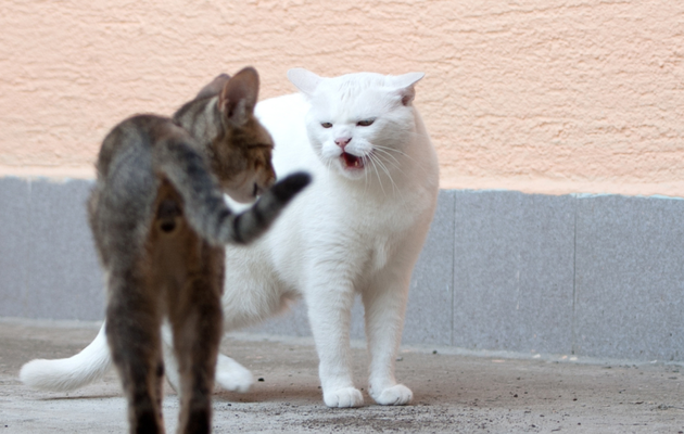 Comment gérer les conflits entre plusieurs chats ?