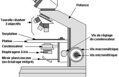 Microscope optique