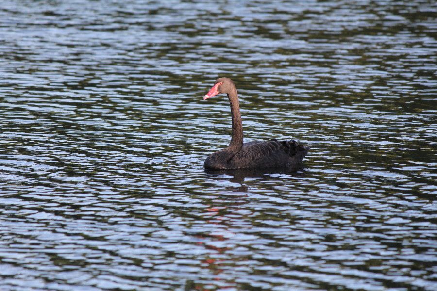 Cygne noir