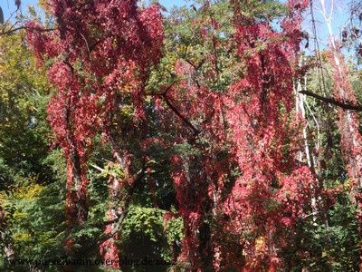 Bunte Herbstgrüße