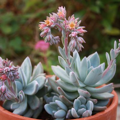 Echeveria 