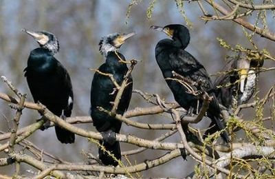 Fin des tirs de régulation des grands Cormorans !