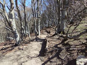 Traversée de jolis bois de hêtre.