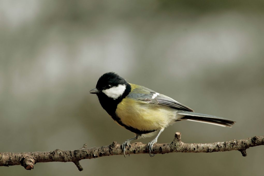 Album - Les différentes mésange en Lorraine