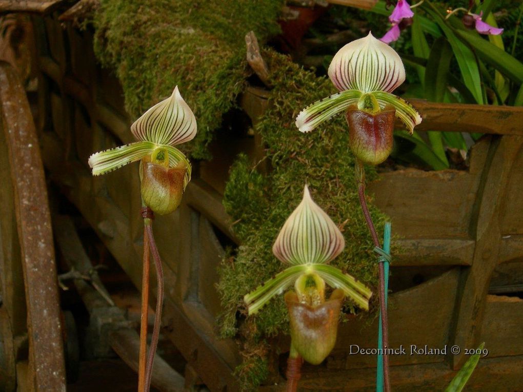 des orchidées photographiées lors de l'exposition au Bois_du_Cazier en Belgique