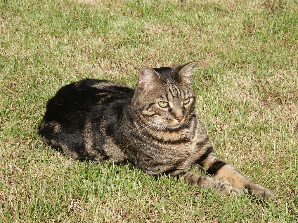 Billy a été notre compagnon pendant 15 ans.
Doux, affectueux et nos faisant la fête quand revenions d'une sortie.