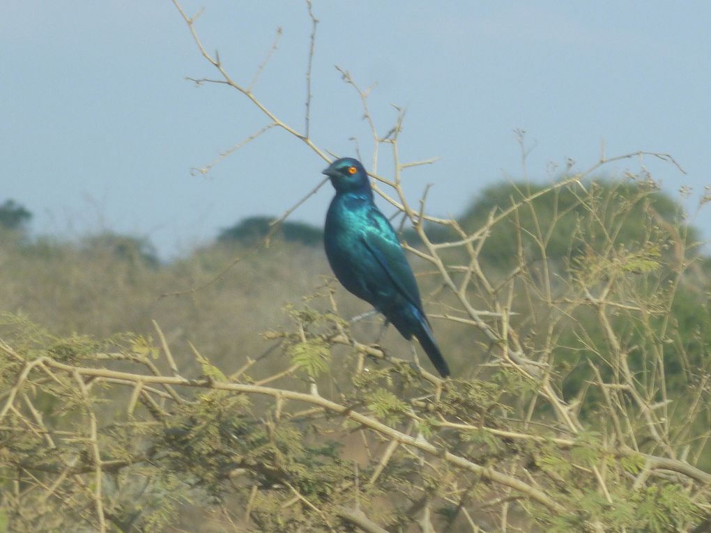 Safari en afrique : chez les animaux